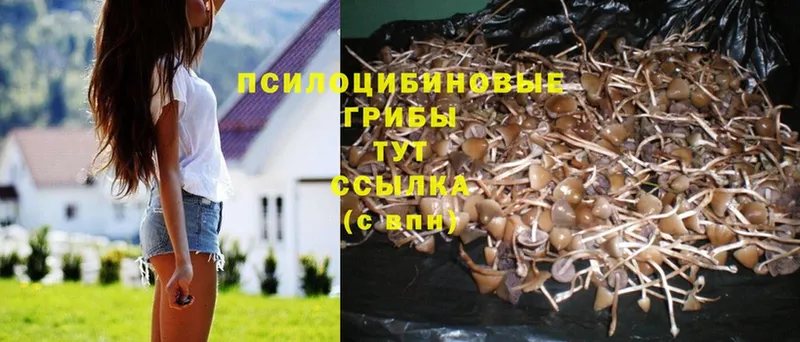 Псилоцибиновые грибы Psilocybine cubensis  Гусев 